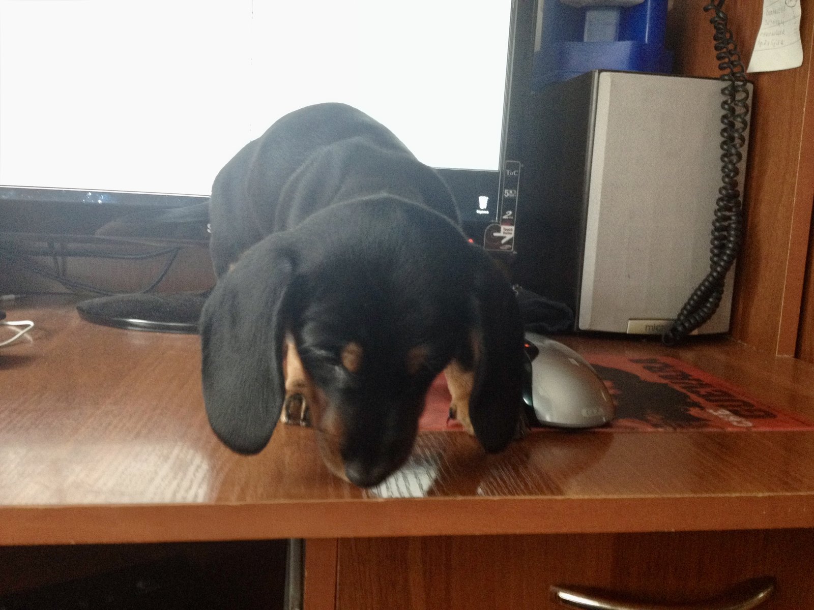 A very young black and tan dachshund puppy lying flat on a wooden desk beside a computer mouse and a monitor, eyes shut, one long ear folded over.