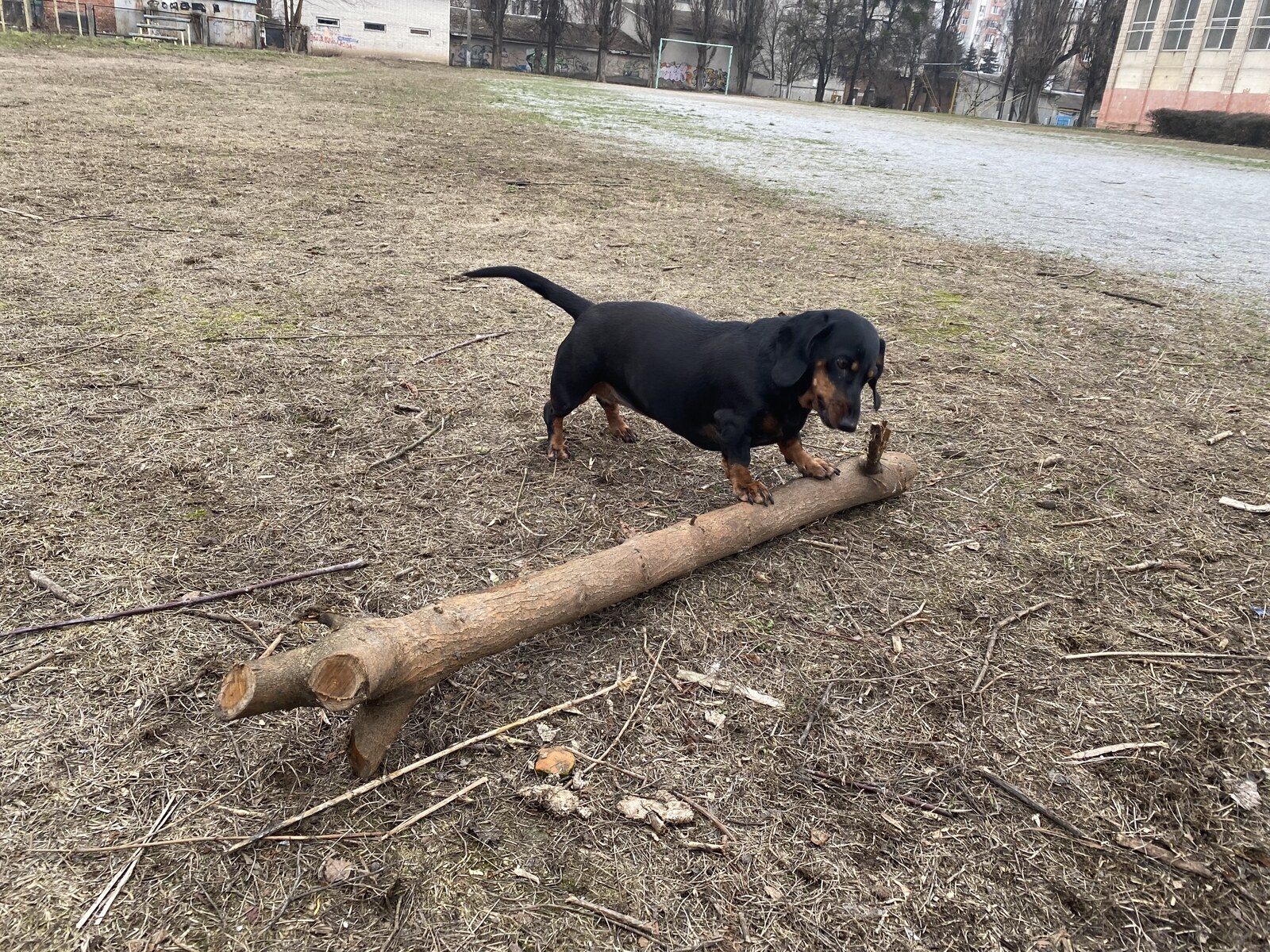Ein schwarz-brauner Dackel steht über einem langen dicken Baumstamm, eine Vorderpfote darauf, und schaut auf ihn hinunter. Der Stamm ist um ein Vielfaches länger als sie selbst. Ringsum trockenes Wintergras, dahinter kahle Bäume und ein Fussballtor.
