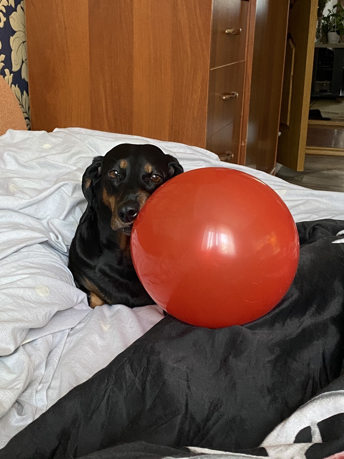 A black and tan dachshund lying on a bed with her chin resting against a large red balloon almost the size of her own head.