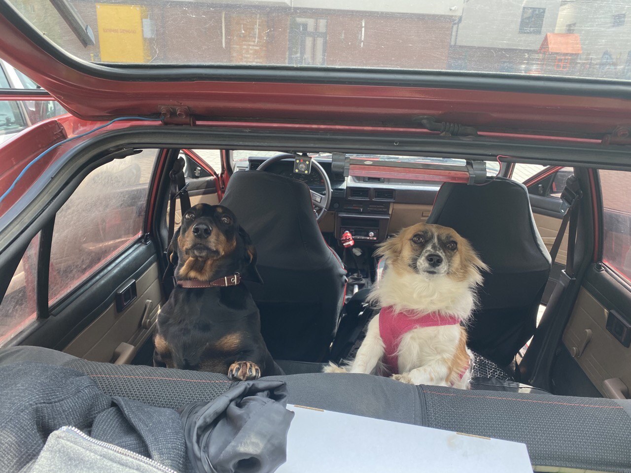 Vom Rücksitz aus durch den Innenraum eines roten Autos gesehen. Auf den Vordersitzen sitzen zwei Hunde, beide haben sich nach hinten umgedreht. Links ein schwarz-brauner Dackel mit Halsband, rechts ein cremefarben-brauner Hund im rosa Geschirr. Vorne das Lenkrad, das Armaturenbrett und die Strasse durch die Windschutzscheibe.