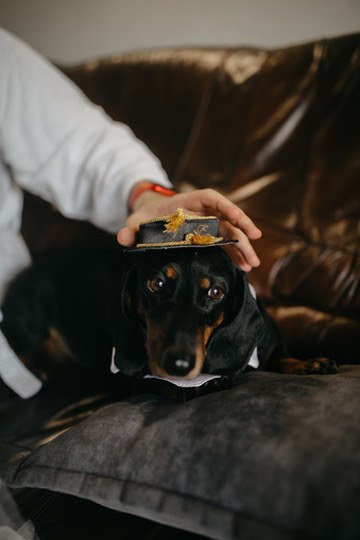 A black and tan dachshund sitting on a sofa wearing a small black hat with gold trim, a hand resting on top of her head.
