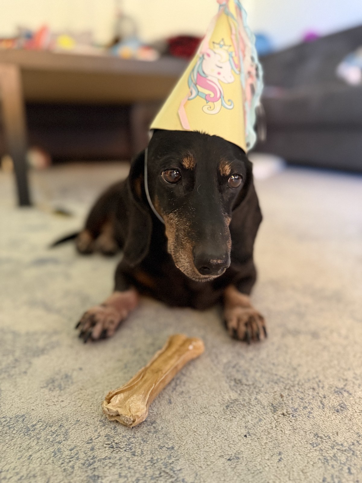 A black and tan dachshund lying on a pale carpet wearing a yellow paper party hat with a unicorn printed on it, a large chew bone on the floor in front of her.